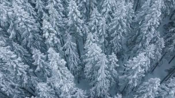 Białe Drzewa Pokryte Świeżym Śniegiem Zimowa Kraina Czarów Kopiuj Przestrzeń — Wideo stockowe