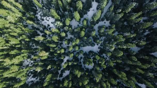 Winterlicher Fichtenwald Sonnigen Tag Winterurlaub Hintergrund Für Kopierraum Luftbildschöne Winterlandschaft — Stockvideo