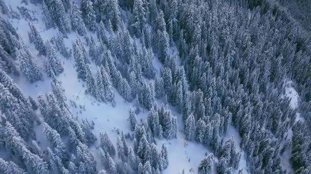 雪の嵐のシネマティックな山の森の景色 新雪で覆われた白い木 ウィンターワンダーランドの背景 雪が降るスプルースの森でスペースをコピーします ドローンショット雪の森冬空中4K — ストック動画