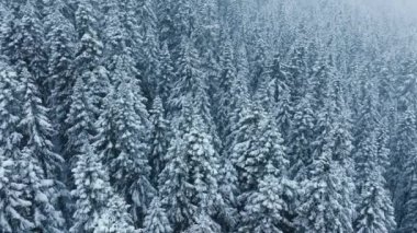 Güzel kar yağışlı Kanada manzarası. Fotokopi için harika bir kış sahnesi. Kuzey 'deki donmuş ladin ormanının sinematik manzarası. Noel temalı doğa. Gökyüzü beyaz-mavi kış ormanı arka planı