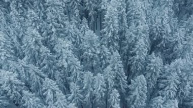 Kar fırtınasında dağ köknarı orman manzarası. Sinematik kış havası. Taze karla kaplı beyaz ağaçlar. Kış Harikalar Diyarı. Spruce Ormanı 'nda kar yağarken uzayı kopyalayın. Kar tanelerinin insansız hava aracı atışı 4K