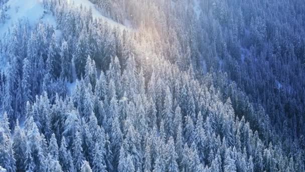 黄金色の輝く日差しに輝く汚染された雪片のボケ 寒い青い松の森の魔法の雪の冬の天気 風は輝く雪を吹いている シネマティッククリスマス雪のコピーの背景 — ストック動画