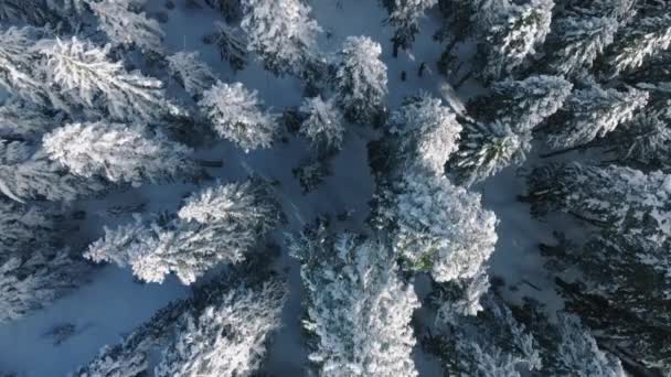 从空中俯瞰结冰的冬季森林 在明亮的阳光下被积雪覆盖 美丽的阳光照亮了冷杉林中覆盖着的积雪树梢 电影航拍冬季镜头4K — 图库视频影像