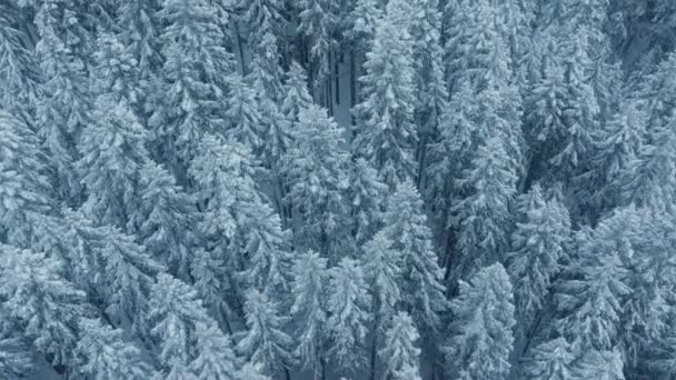 Вид Горный Лес Время Снежной Бури Кинематографическая Зимняя Антенна Белые — стоковое видео
