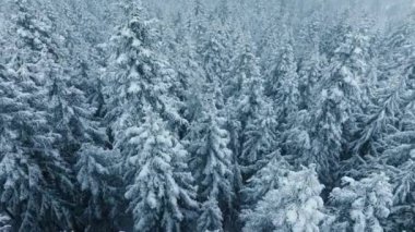 Fotokopi için harika bir kış sahnesi. Kuzey 'deki donmuş ladin ormanının sinematik manzarası. Noel temalı doğa. Gökyüzü beyaz-mavi kış ormanı arka planı. Güzel kar yağışı Kanada