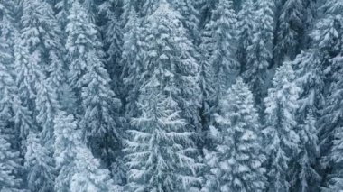 Sert kutup kışında buzlu ağaçların tepeleri. Donmuş ormana yağan karın sinematik dron görüntüleri. Kış harikalar diyarı, büyülü Noel tatilleri. Kar fırtınası sırasında manzaralı güzel Laponya ormanları