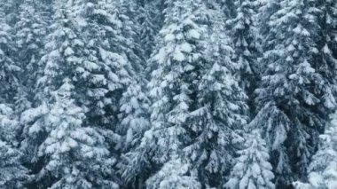 Kış harikalar diyarında büyülü bir Noel tatili. Kar fırtınası sırasında manzaralı güzel Laponya ormanları. Sert kutup kışında buzlu ağacın tepesinde. Donmuş ormana yağan karların sinematik drone görüntüleri.