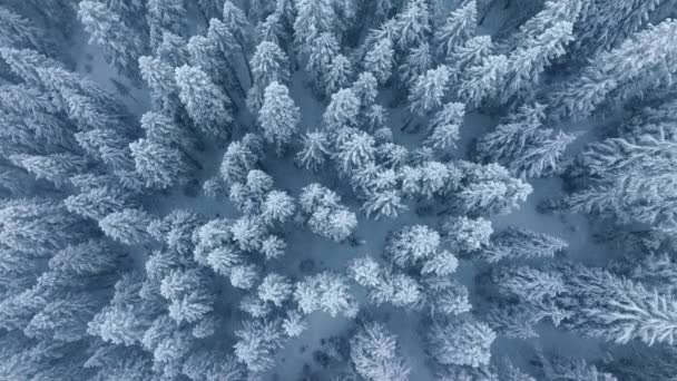 Снігопад Сильним Падінням Снігу Дрон Летить Над Снігом Покритим Деревами — стокове відео