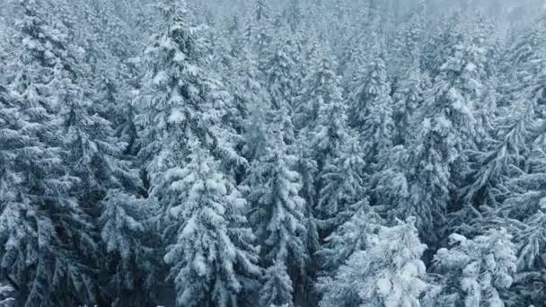 コピーの背景のための驚くべき冬のシーン 北の凍ったスプルースの森のシネマティックトップビュー クリスマステーマの自然 空中ホワイトブルーの冬の森の背景 カナダの美しい雪の落下風景 — ストック動画
