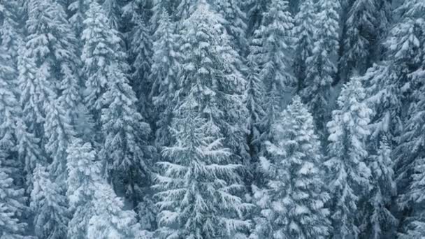 冬日极寒的冬青树梢 电影中的无人驾驶镜头 雪落在冰冻的森林 冬季仙境 神奇的圣诞假期 暴风雪期间美丽的拉普兰风景区森林 — 图库视频影像