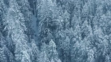 Spruce Ormanı 'nda kar yağarken uzayı kopyalayın. Kar tanelerinin insansız hava aracı atışı 4K. Kar fırtınasında dağ köknarı orman manzarası. Sinematik kış havası. Taze karla kaplı beyaz ağaçlar. Kış harikalar diyarı