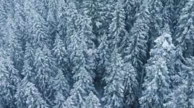 Kar fırtınası sırasında manzaralı güzel Laponya ormanları. Sert kutup kışında buzlu ağaçların tepeleri. Donmuş ormana yağan karın sinematik dron görüntüleri. Kış harikalar diyarı, büyülü Noel tatili