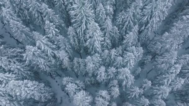 Filmisk Vinterantenn Vita Träd Täckta Nysnö Vinter Wonderland Bakgrund Kopiera — Stockvideo