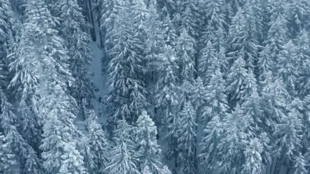 Копіювати Простір Ялинових Лісах Під Час Снігового Падіння Безпілотний Постріл — стокове відео