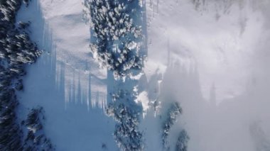 Gündoğumunda Kuzey Amerika 'da, Washington eyaletindeki orman manzarası. Güneşli kış gününde ladin kozalaklı ağaç tepelerinde uçan drone atışı. Doğanın arka planı, uzay görüntüsü 4K. Kış tatili
