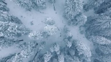 İHA, beyaz karlı ağaçların arasında uçan siyah kuzgun üzerinde uçuyor. Doğadaki vahşi yaşam kuşu. Kar yağarken ağaçların üzerinden uçmak. Doğa geçmişi 4K. Kış ormanı manzarası tepede. Donmuş orman havası 4K