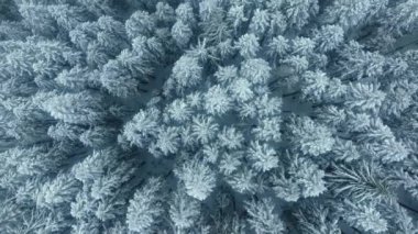 İHA beyaz mavi dokunun üzerinde dönüyor. Kış tatili doğa geçmişi. Kar fırtınası sırasında düşen kar tanelerinin altındaki ağaçları kapladı. Gökyüzü karlı kış, köknar ormanı, gökyüzü manzaralı.