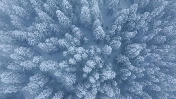 下雪天 头顶上的树林里仍有枪声 从上至下的冬季森林 冰封的林地空中 在雪白树梢的松树上打鼓 复制空间的白色蓝色纹理背景 — 图库视频影像