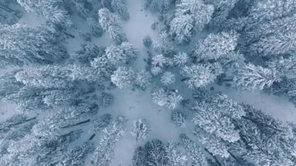 从上往下看冬季森林 冻结的林地空中射击 无人机飞过松树和雪白的树梢 自然界中的白色蓝色纹理 降雪时飞越树林 自然背景4K — 图库视频影像