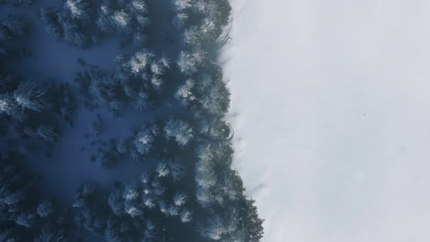 Střelba Dronu Přeletěla Nad Vrcholky Smrkových Jehličnanů Slunečného Chladného Zimního — Stock video