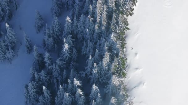 Natur Hintergrund Kopieren Raum Filmmaterial Winterurlaub Luftaufnahme Des Waldes Bundesstaat — Stockvideo