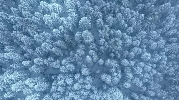 Ośnieżone Drzewa Pod Płatkami Śniegu Spadające Podczas Burzy Śnieżnej Nadal — Wideo stockowe