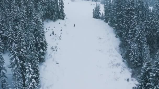 ワシントン州スキーリゾートスティーブンスパスにあるシネマティックな冬の山の森 冬季休暇旅行について ウィンタースポーツの背景 雪嵐の丘の上を走るスキーヤーの上にスローモーションドローンショット — ストック動画