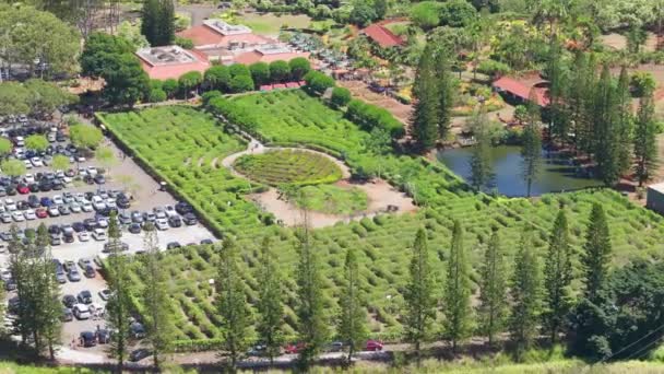 Labirinto Forma Abacaxi Ilha Oahu Drone Tiro Dia Ensolarado Verão — Vídeo de Stock