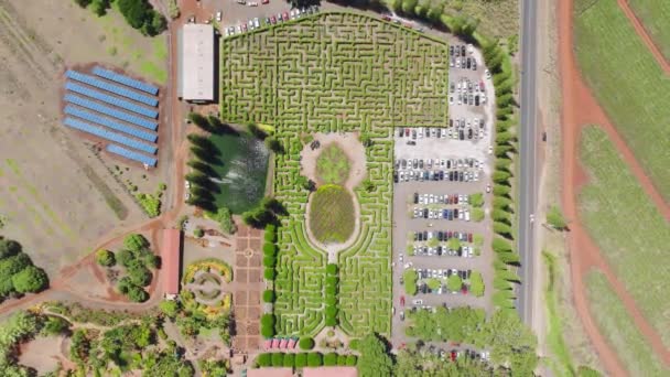 太陽電池パネル4Kのトップダウンショットパイナップルファーム 映画グリーン迷路フィールドの空中ビュー オアフ島のパイナップルの形をしたメイズ 緑の迷路と観光名所の晴れた夏の日 — ストック動画