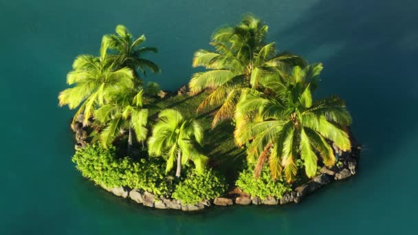Μικρό Πράσινο Φόντο Φοινικόδεντρο Top View Τροπικό Νησί Χρυσό Φως — Αρχείο Βίντεο