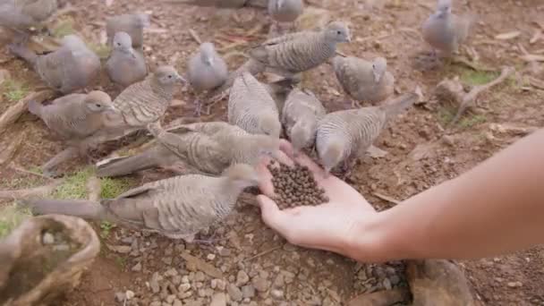 雌性手在地面上喂鸟 棕榈和斑马鸽子的食物 Geopelia Striata 许多夏威夷人禁止地面上的鸽子用手咬碎 夏威夷瓦胡岛饥饿的搁浅鸽子 — 图库视频影像