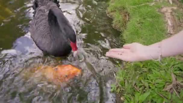 Hembra Mano Alimentación Hermosa Ave Cisne Negro Con Pico Rojo — Vídeos de Stock