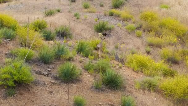 マリブ サンタモニカ山脈 ロサンゼルス郊外 カリフォルニア アメリカ合衆国で食糧を探している反対者との男性ロー鹿のドローンショット 野生の自然の中で一人で歩く若い鹿 4K映像 — ストック動画