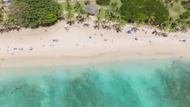 エキゾチックな島で夏休みを楽しんでいる人々の上にドローンが撮影されました ハワイ島の主要旅行先であるオアフ島の熱帯ビーチ アメリカの観光 バックグラウンド上空の楽園での休暇 — ストック動画