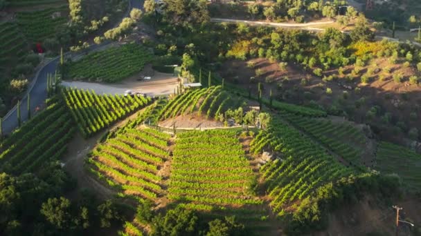 カリフォルニア州ロサンゼルス郊外 カリフォルニア州サンタモニカのプライベートブドウ畑で田園風景を撮影したドローン 収穫する前の夏の緑の植物 地域におけるワイナリー生産 — ストック動画