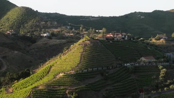Мальовничі Зелені Виноградники Ростуть Рядами Гірських Пагорбах Санта Моніки Передмісті — стокове відео