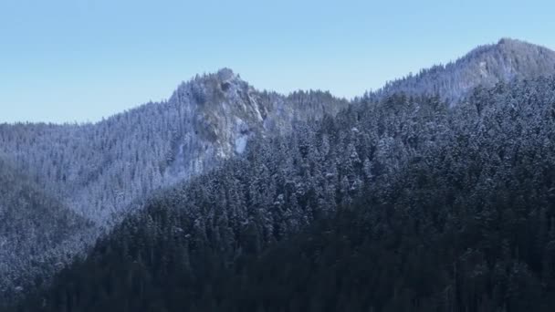 Świeży Śnieg Wierzchołkach Wiecznie Zielonego Lasu Górski Krajobraz Chłodny Dzień — Wideo stockowe