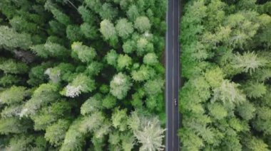 Yoğun Evergreen Ormanı 'nda yoldan geçen arazi aracı. Washington Eyaleti 'nin güzel doğasını keşfeden insanların üzerindeki havadan. Olympic Ulusal Parkı 'ndaki yol gezisinde tepeden aşağı manzara. ABD Turizmi 4K 