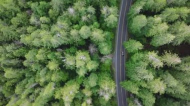 Yoğun Evergreen Ormanı 'nda yoldan geçen SUV arabasının üstünden aşağı doğru. Washington Eyaleti 'nin güzel doğasını keşfeden insanların üzerindeki havadan. Olympic Ulusal Parkı 'na yolculuk. ABD Turizmi 4K 