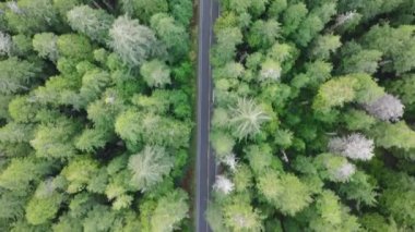 ABD turizmi 4K. Yoğun Evergreen Ormanı 'nda yoldan geçen SUV arabasının üstünden aşağı doğru. Washington Eyaleti 'nin güzel doğasını keşfeden insanların üzerindeki havadan. Olimpiyat Ulusal Parkı 'na yolculuk