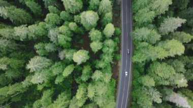 Washington Eyaleti 'nin güzel doğasını keşfeden insanların üzerindeki havadan. Olimpiyat Ulusal Parkı ormanlarında yoldan geçen SUV arabaları. ABD turizm turizmi. Yoğun yeşil ormanın yukarıdan görünüşü