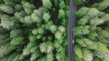Yoğun yeşil ormanın yukarıdan aşağı manzarası. Washington Eyaleti 'nin güzel doğasını keşfeden insanların üzerindeki havadan. Olimpik Ulusal Park ormanlarında yoldan geçen bir SUV arabası. ABD yol gezisi turizmi 4K