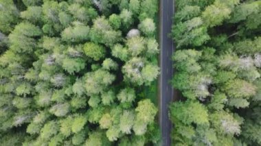 Olympic Ulusal Parkı 'na yolculuk. ABD turizmi 4K. Yoğun Evergreen Ormanı 'nda yoldan geçen SUV arabasının üstünden aşağı doğru. Washington eyaletinin güzel doğasını keşfeden insanların üstündeki havadan.