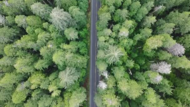Αμερικανικός Τουρισμός Top Άποψη Πάνω Suv Αυτοκίνητο Οδήγηση Οδικώς Πυκνό — Αρχείο Βίντεο