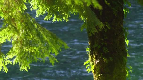 Sunny Day Evergreen Rainforest Spruce Tree Branch Crystal Clear River — Stock Video