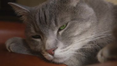 Kedi kahverengi kanepede uyur. Mutlu bir aile hayvanı. Uzun beyaz bıyıklı, yeşil gözlü, uykulu gri çizgili kedi. Kapalı çekim güzel kedi dinlenme gün. Tembel kedi yaşam tarzı. Hayvan ailesi üyesi.