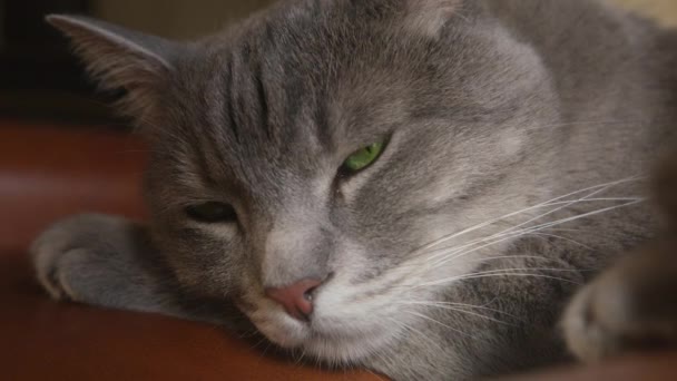 猫睡在褐色的沙发上 爱宠物的快乐家庭 睡梦中的灰色脱毛猫 有长长的白色胡须 绿色的眼睛 近距离拍摄美丽的猫在白天放松 懒惰的猫的生活方式 宠物家人 — 图库视频影像