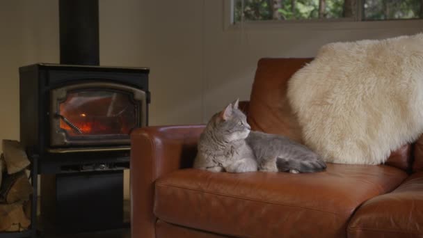 可爱的灰色条纹友好的猫在舒适的小木屋 熟睡的猫在舒适的壁炉边 塔比猫在客厅休息 漂亮的宠物4K 家养的成年猫在舒适的皮革沙发上休息 — 图库视频影像