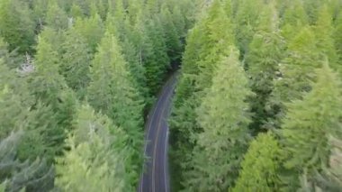 ABD turizm endüstrisi konsepti. Manzaralı ormanlık alanlarda güzel otobanlardan geçen hava araçları. Washington Ulusal Parkı 'nı keşfeden gezginler. Çağdaş SUV aracı Evergreen orman yolunda gidiyor.
