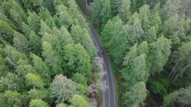 现代越野车沿着常绿森林路行驶 美国旅游业的概念 在风景秀丽的林地里 空中小车驶过美丽的公路 游览华盛顿国家公园的游客 — 图库视频影像